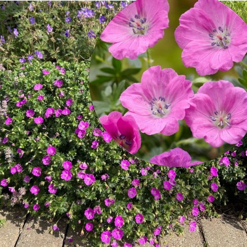Geranium sanguineum 'Max Frei' - Verev kurereha 'Max Frei' P9/0,55L